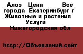 Алоэ › Цена ­ 150 - Все города, Екатеринбург г. Животные и растения » Услуги   . Нижегородская обл.